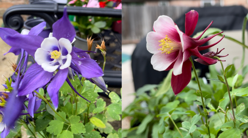 Este par de hermosas Aquilegias muestran su esplendor en mi jardín en primavera 2023