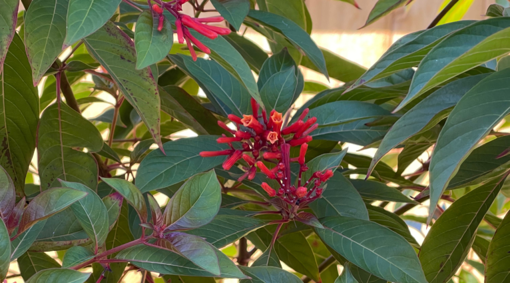 Arbusto de colibríes de mi jardín en Octubre 2023