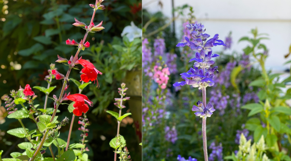 Espigas de Salvia en mi jardín en todo su esplendor en Octubre 2023.